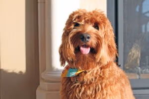 Rua at twelve months